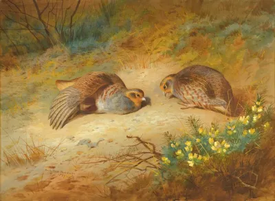 Grey Partridge 2