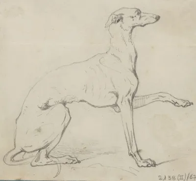 Greyhound 4