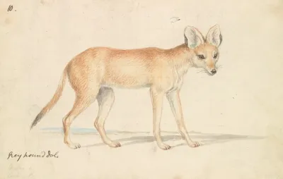 Greyhound Dhole