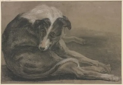 Greyhound Lying