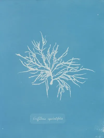 Griffithsia Equisetifolia