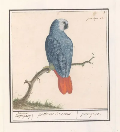 Grijze Roodstaartpapegaai Psittacus Erithacus