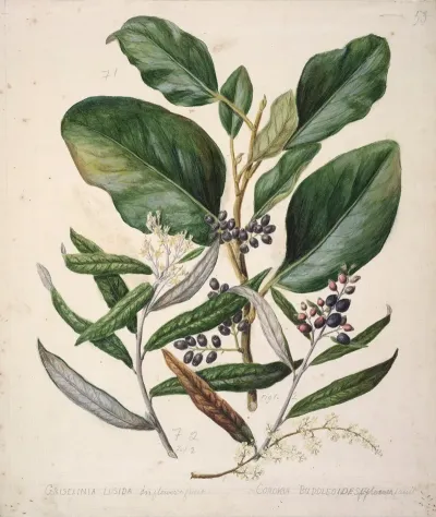 Griselinia Lucida Corokia Buddleoides