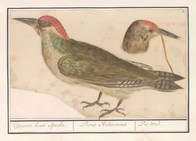 Groene Specht Picus Viridis