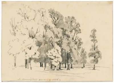 Groepje Bomen In Kensington Gardens