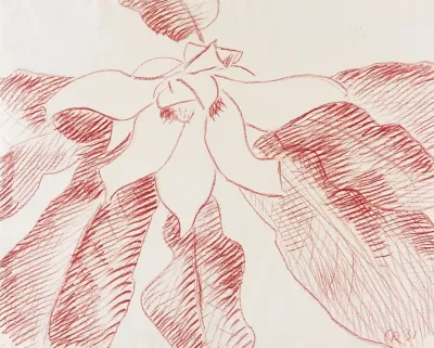 Grose Magnolie