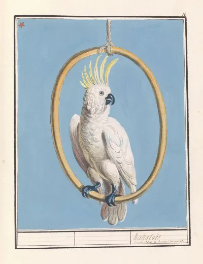 Grote Geelkuifkaketoe Cacatua Galerita Kakatoes