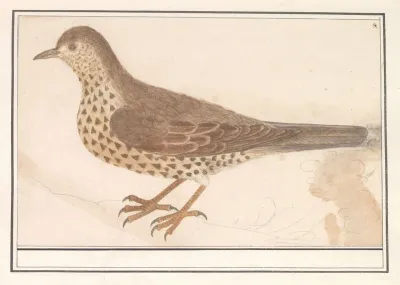 Grote Lijster Turdus Viscivorus Of Zanglijster Turdus Philomelos