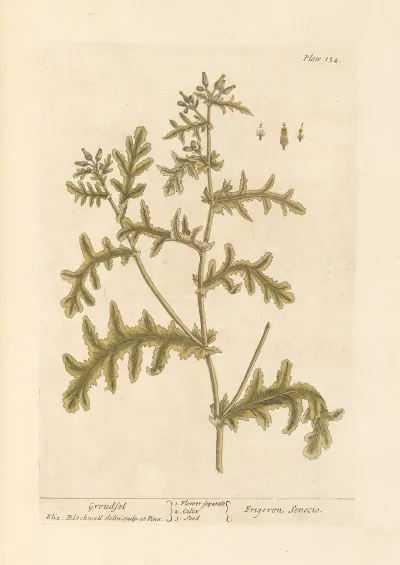 Groudsel