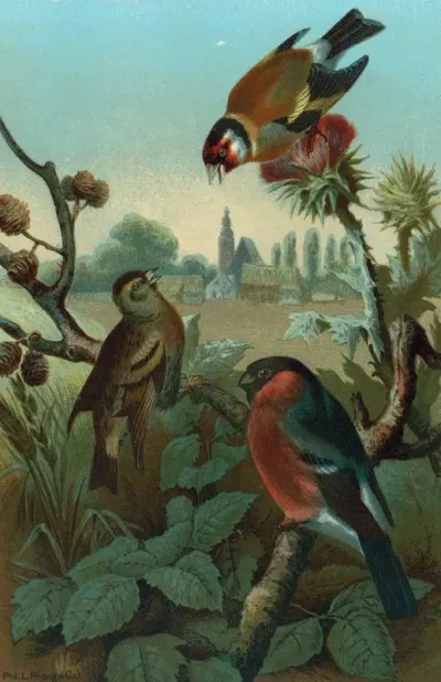 Group Of Finches