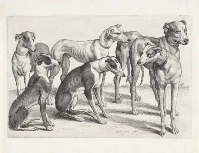 Group Of Six Hounds In A Field
