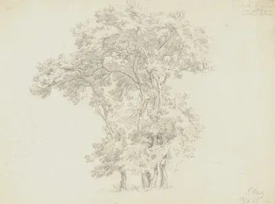 Group Of Trees 4