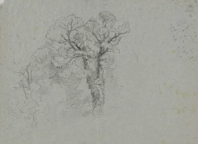 Group Of Trees 5