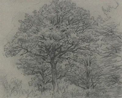 Group Of Trees 6