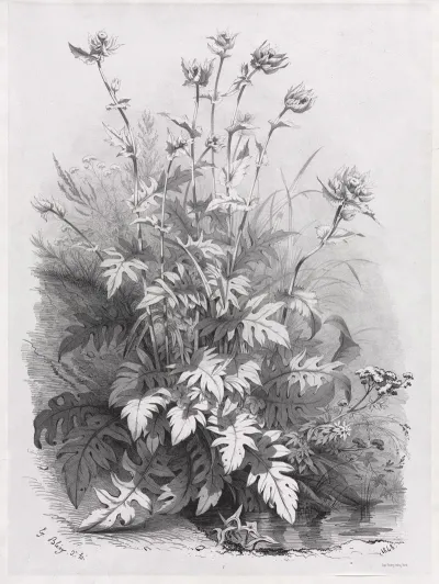 Groups Of Various Plants Drawn After Nature No 7