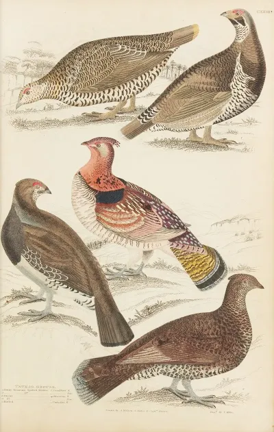 Grouse 2