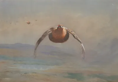Grouse In Flight