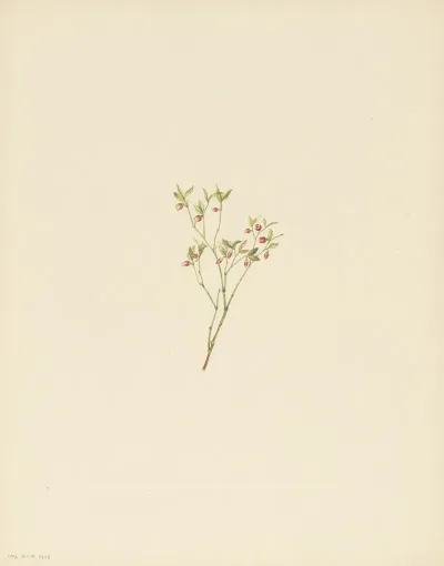 Grouse Whortleberry Flower Vaccinium Scoparium 2