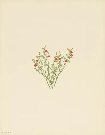 Grouse Whortleberry Fruit Vaccinium Scoparium 2