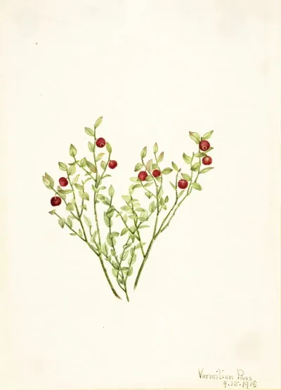 Grouse Whortleberry Vaccinium Scoparium