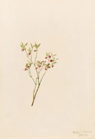 Grouse Whortleberry Vaccinum Scoparium
