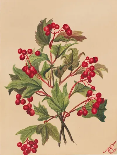Grouseberry Viburnum Americanum