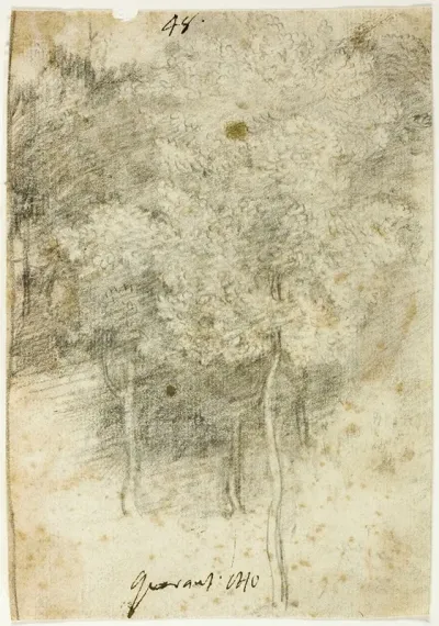 Grove Of Trees 3
