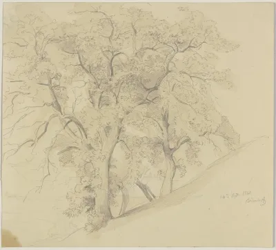 Grove On A Slope