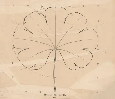 Gruinales Geranium