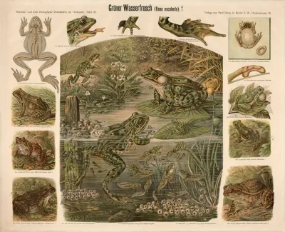 Gruner Wasserfrosch Rana Esculenta
