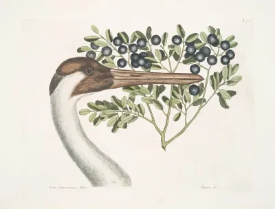 Grus Americana Alba The Hooping Crane Prunus C The Bullet Bush