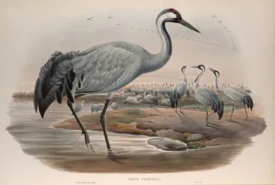 Grus Cinerea Common Crane