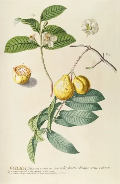 Guaiaba