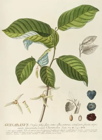Guanabanus
