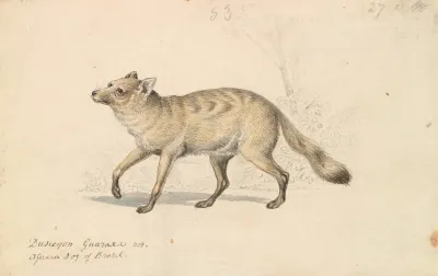 Guaraxa Aguara Fox