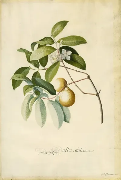 Guava