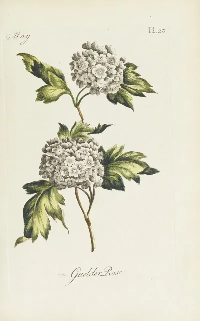 Guelder Rose