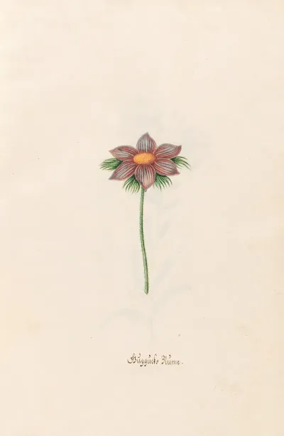 Guggucks Blume