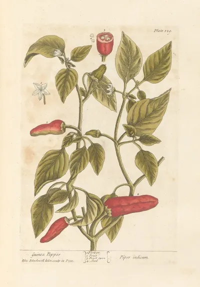 Guinea Pepper