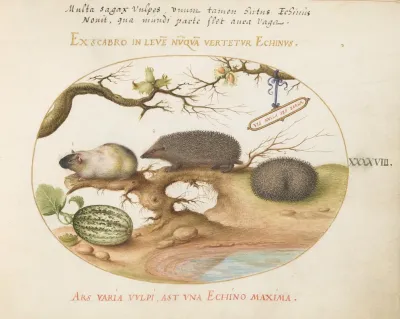 Guinea Pig And Hedgehogs With Melon And Cobnuts