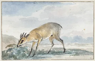 Guinees Jufferbokje Of Sylvicapra Grimmia