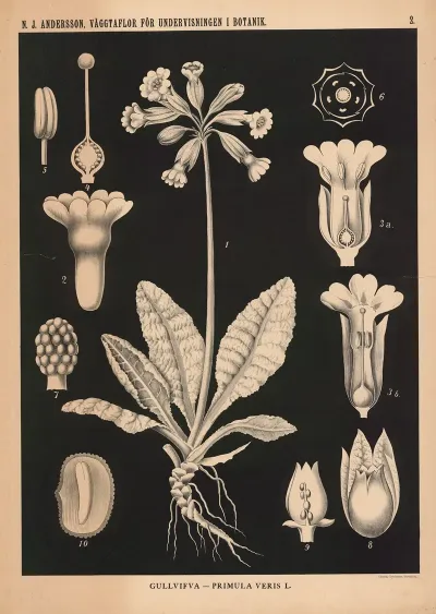 Gullvifva Primula Veris L