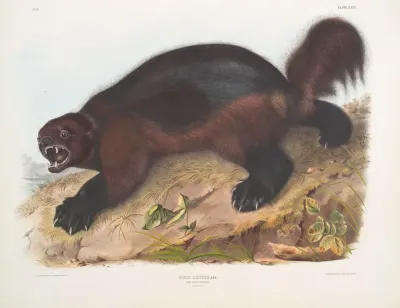 Gulo Luscus Wolverine