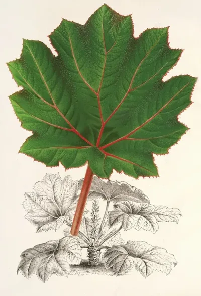 Gunnera Brephogea