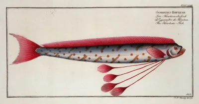 Gymnetrus Hawkeniii The Hawkens Fish