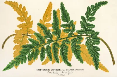 Gymnogramma Laucheana Var Gigantea