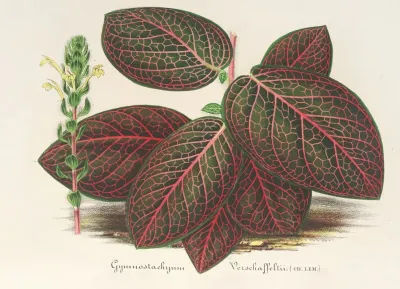 Gymnostachyum Verschaffeltii