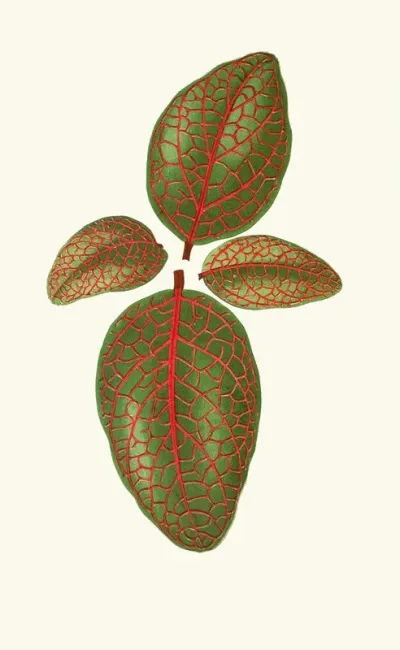 Gymnostachyum Verschaffeltti