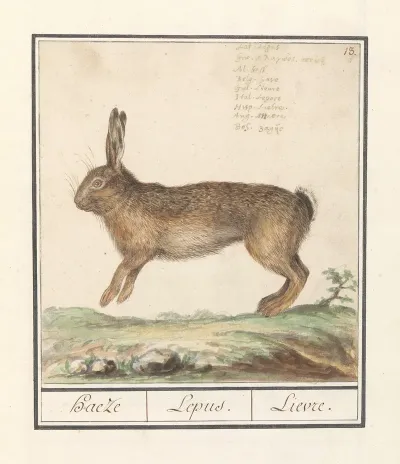Haas Lepus Europaeus Haeze Lepus Lievre