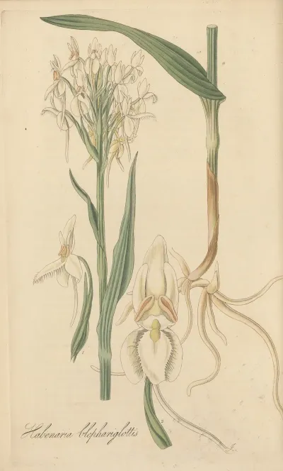 Habenaria Blephariglottis